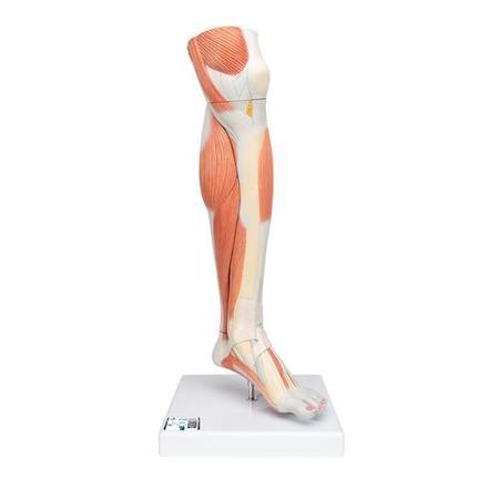 3B SCIENTIFIC Lower Muscled Leg with Knee, - w/ 3B Smart Anatomy 1000353